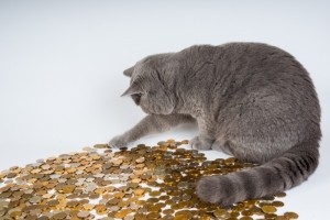 cat-kittens-animals-pet-kitten-surprise-money